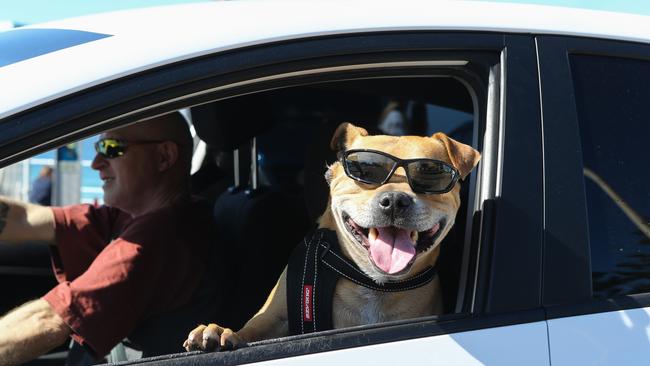 Keep a window open, like this Bondi motorist, if you must leave a pet or child in the car. Picture: NCA NewsWire / Gaye Gerard