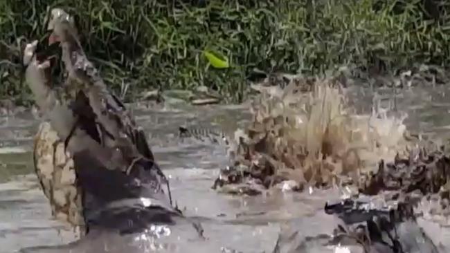 Crocodiles feast on cow: Video of Northern Territory event ‘a strange ...