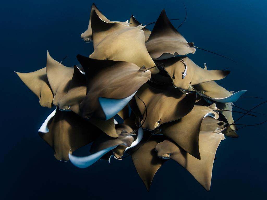 HIGHLY COMMENDED Category 4. Behaviour

Credit name: Alex Kydd/UPY 2019
Nationality: Australia
Image caption: A Fever of Cownose Rays
Country taken: Australia
Location: Ningaloo Reef, Western Australia
Camera make: NikonD810
Lens: Sigma 15mm f/2.8 EX DG Diagonal Fisheye Lens
ISO: 320
Aperture: f/9
Shutter: 1/250
Lighting used: Natural light
Housing: Aquatica Digital

Back story printed: 
A rare encounter with a fever of cownose rays on the Ningaloo Reef, Western Australia. This was a once in a lifetime encounter with a species that is rarely documented in this region. We unexpectedly came across the rays whilst searching for whale sharks. The rays were spiralling up and down the water column from the surface to 20 meters for a brief moment until they disappeared into the deep. The images were taken whilst freediving to approximately 6 metres. The rays were circling and rubbing together in a behaviour that is still not clearly understood. It may have been possible mating or a social behaviour. The exact species of ray is still debated, it is either Rhinoptera javanica or Rhinoptera neglecta. 

Judge's comments: 
A top down camera angle on the rays has captured the behaviour perfectly.  The balance of all four sides keeps the eye of the viewer contained within the frame.  It's not too tight either, just the right amount of space to admire the spectacle. - Martin Edge