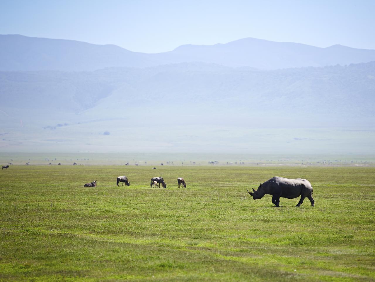 Africas 10 Wildest Animal Encounters Escape