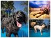 Day spas, commando courses: Inside Qld’s top pet resorts