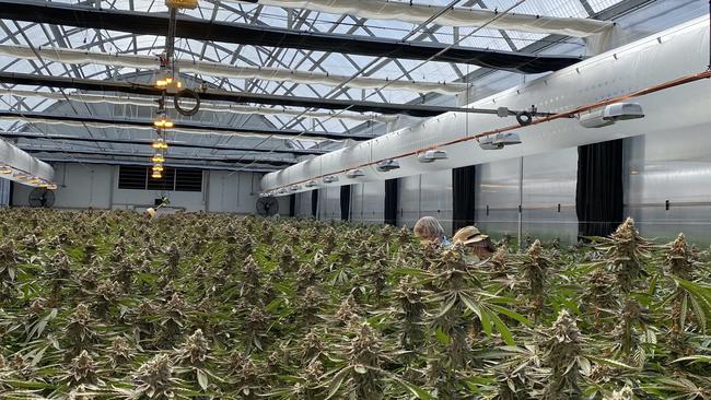 Australian Natural Therapeutic Group’s NSW medical cannabis operation.