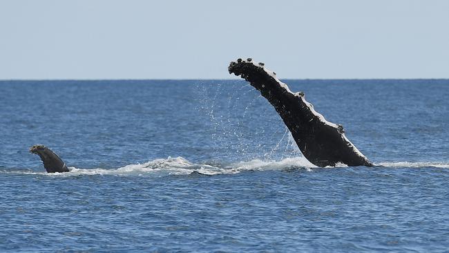 A humpback whale's fin is seen in waters off the coast of Harvey Bay, Sunday, September 10, 2017. The Queensland government has given the go-ahead for the "swimming with whales" program  to become a permanent fixture after a three-year trial. (AAP Image/Dan Peled) NO ARCHIVING