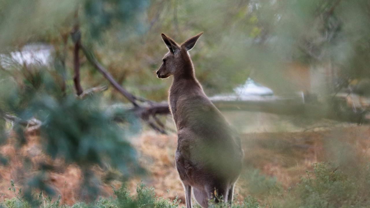 Outback in Focus photography competition youth finalist. Wallaby photographed by Max Pogorzelski, 15, at Longreach.