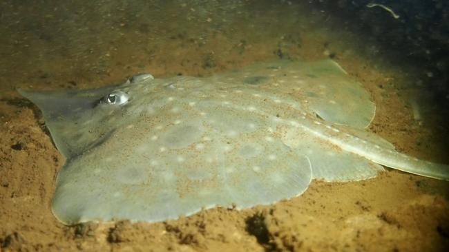 A Maugean skate. It lives only in Tasmania’s Macquarie Harbour