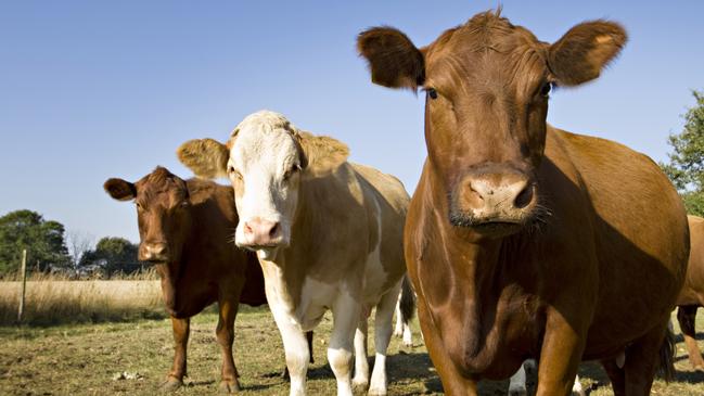 Six state farming organisations will support a draft constitution for Cattle Australia – but not NSW Farmers.