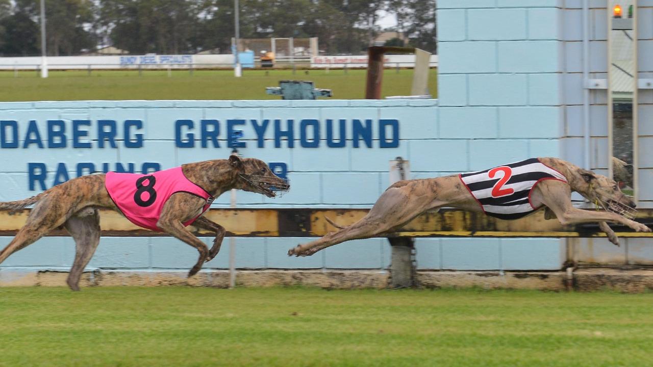 Greyhound welfare group slams ‘safer track’ investment