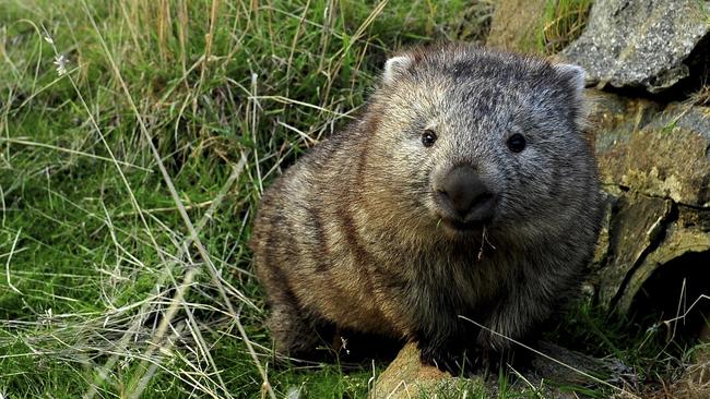 Kids will love the chance to make some furry friends during the school holidays. Picture: Tourism Tasmania and Dominic Zeng.