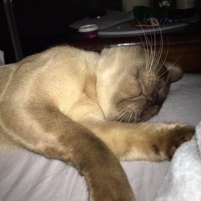 International Cat Day. Reader pet photos. Picture: Sam Bourke