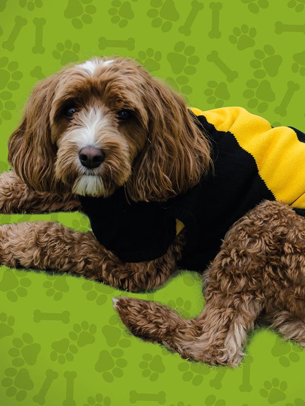 With dog jumpers now it’s not only human Richmond fans who can suffer.