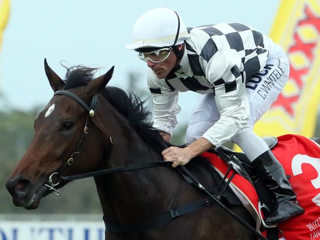 Caloundra Races Race 4 winner number 3 Miss Cover girl jockey chris Whiteley pic glenn barnes