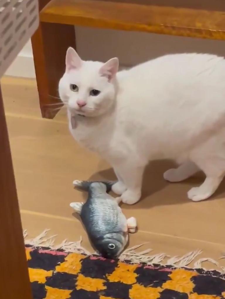 Carol the cat pauses her playful swatting of her new floppy fish when she senses the upcoming tremors. Picture: @brodielancaster / Twitter