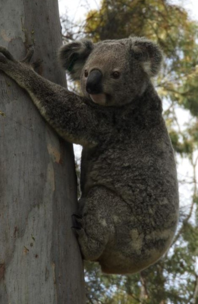 Hollie the koala is a well-known visitor to the trees along the path into GJ Walter Park and around Toondah Harbour. Picture: Koala Action Group (Redland)