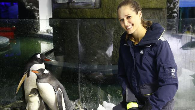 Penguin Trainer Laurie Keller watches over same sex couple Sphen and Magic with the chick they are fostering at Sea Life Sydney Aquarium. Picture: John Appleyard