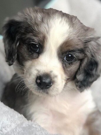 A photo of a border collie cross cocker spaniel puppy Ferguson allegedly ‘sold’ to a Victorian woman.