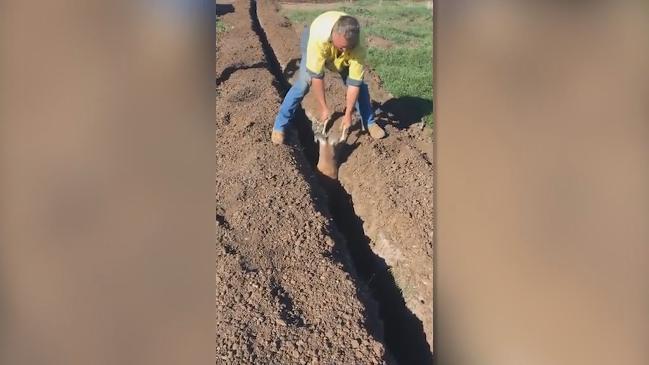 Farm workers rescue Kangaroo from deep hole