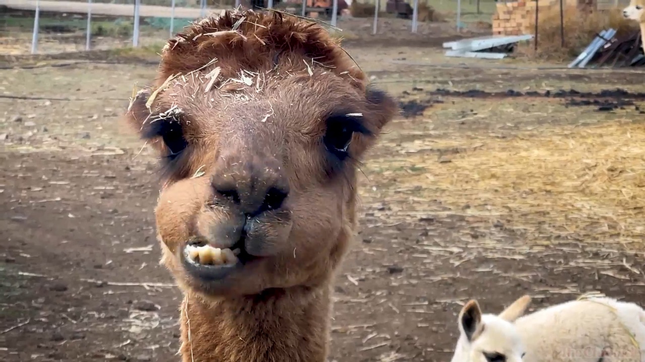 Alpaca stud open days to educate public
