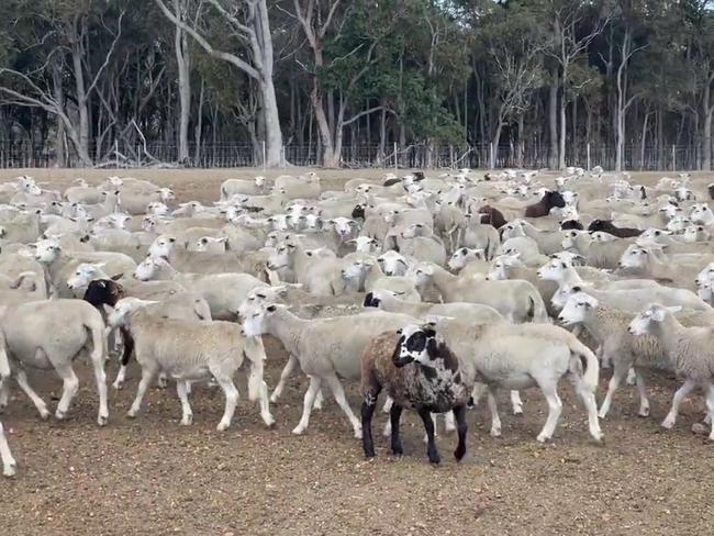 Wayne Smith is distraught about the need to destroy some 3000 sheep because he can't find buyers for them. Picture: X / @calukafarms