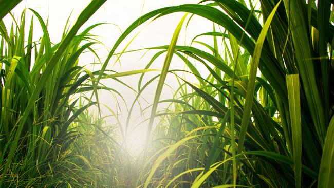 Sugarcane field