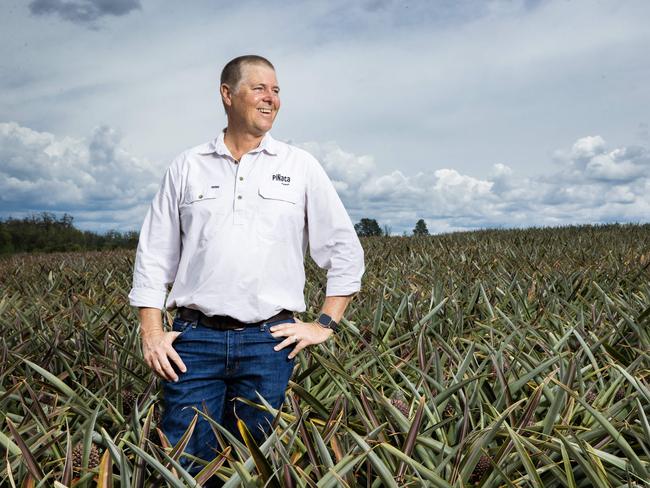 Fruit grower Gavin Scurr from Piâata Farms in one of his pineapple fields which will directly benefit from the new Wamuran Irrigation Scheme, part of a $120 million project from Unitywater providing a reliable, climate independent source of A1 recycled water for local farmers in the Moreton Bay fruit bowl. Picture Lachie Millard