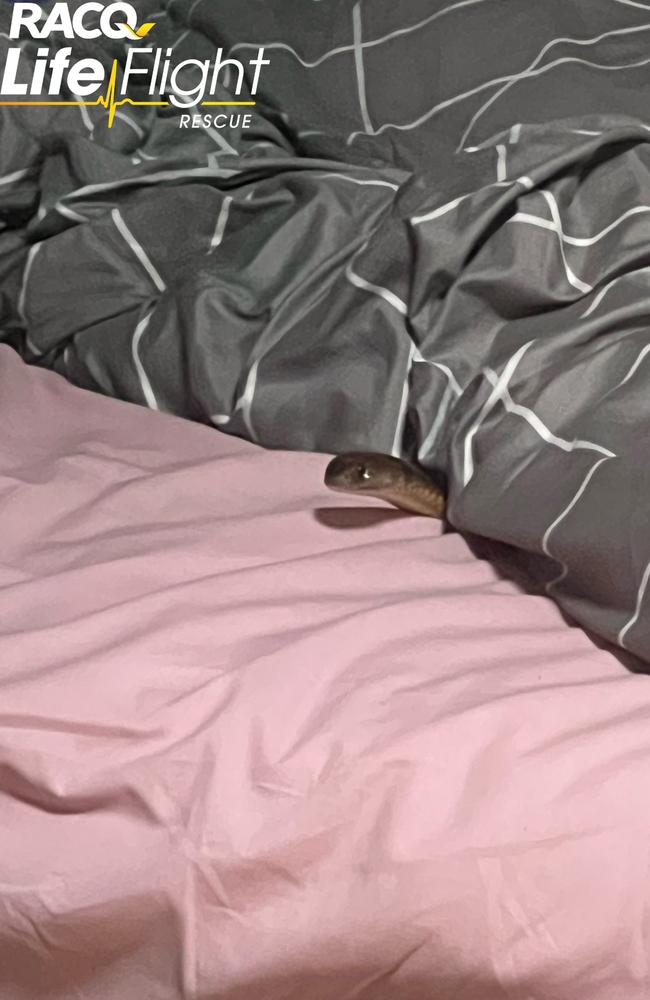 The snake, pictured in the bed.