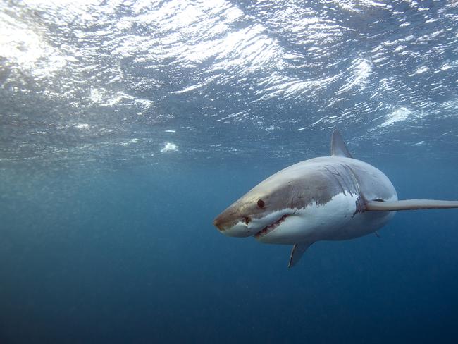 A woman has been bitten by a shark off Geraldton. Stock image. Picture: Getty