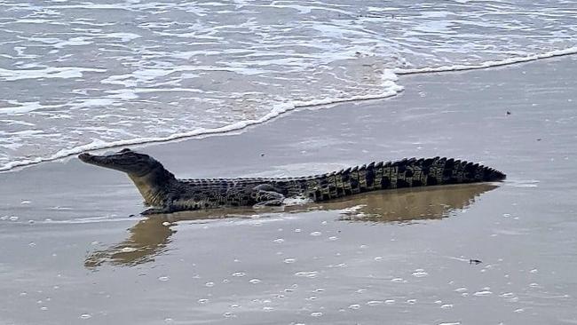 A crocodile could be seen on Four Mile Beach this morning. Photo: Supplied.