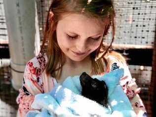 Eight-year-old Teyahlee Fletcher has become a flying fox carer. Picture: Contributed