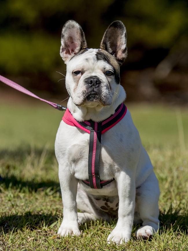 An expert says French bulldogs are being targeted right now. Picture: Jerad Williams