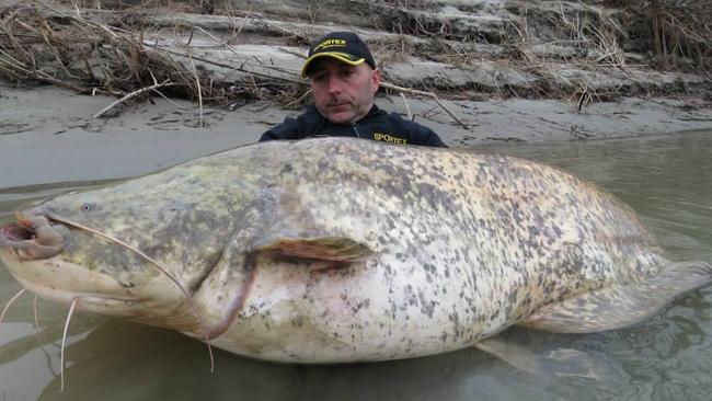 This man holds the Loch Ness monster ... or is it just a Wels catfish?