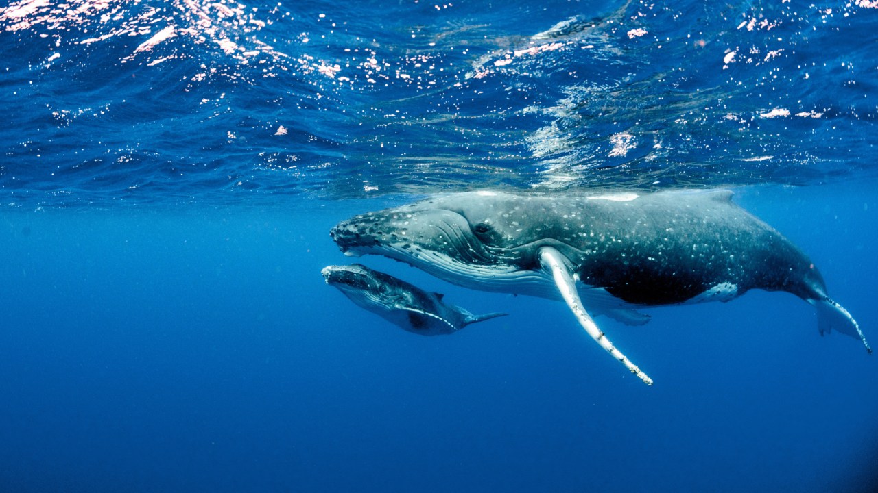 <h2><b>Discover Niue on a new snorkel tour</b></h2><p><span>Swim with dolphins and humpback whales off the tiny island nation of Niue with <a href="http://diveplanit.com/destination/niue" target="_blank" rel="noopener">Diveplanit Travel</a>. The online travel agency has teamed up with family-owned Explore Niue to offer wildlife encounters, snorkel and island tours, and fishing charters. Niue is located near Tonga, and scuba divers rave about the incredible water visibility (50 metres-plus) and vibrant reef. Niue is also in the migratory path of humpback whales and you can see them passing from your room&rsquo;s balcony. </span></p>