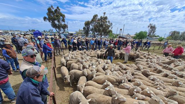 Selling action at the Jerilderie store sheep sale.