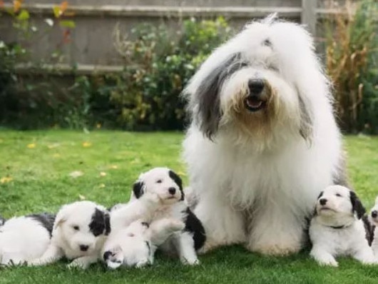 The Dulux dog, Olivia, with her newborn litter. Picture: Austen Killingbeck-Jones/PinPep