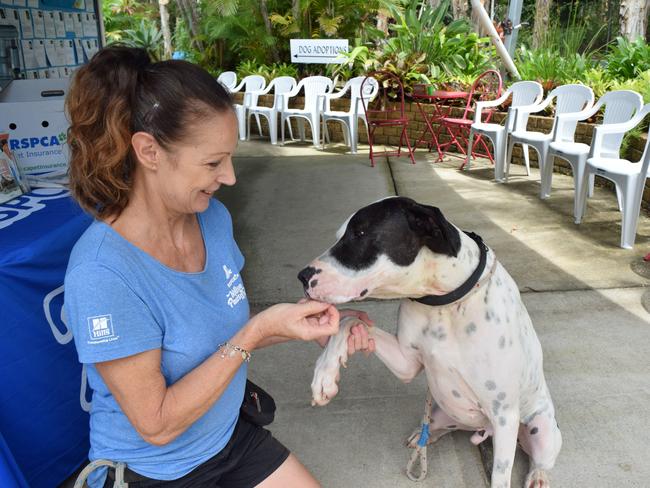 DOGGONE: Overwhelming adoption numbers at RSPCA Noosa