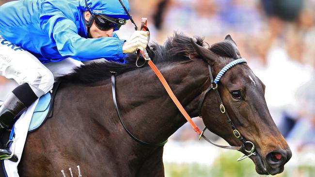 Big picture view: It’s tempting but John O’Shea is unlikely to run Ghisoni in the Doomben 10,000. Picture: Jenny Evans