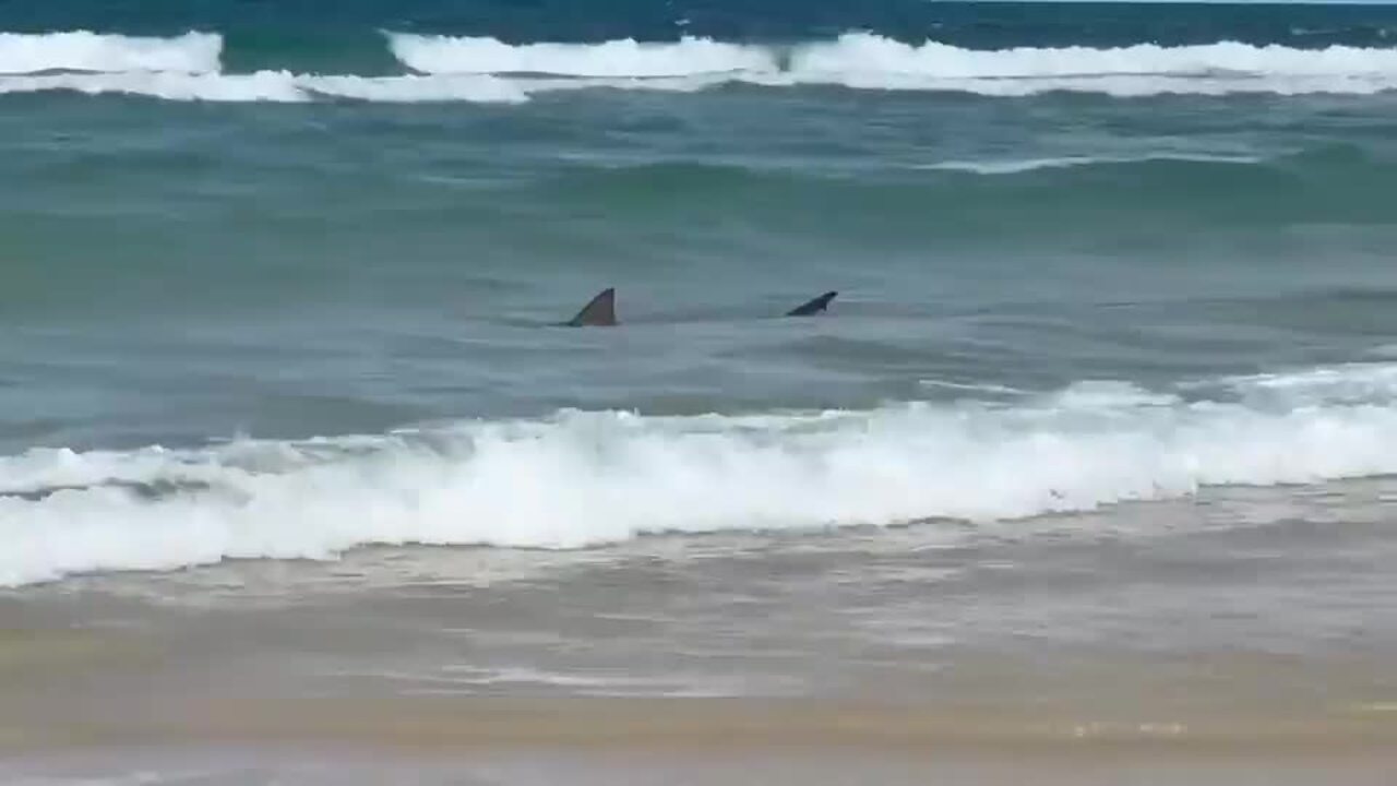 Sharks and dingoes on the beach at K'gari.