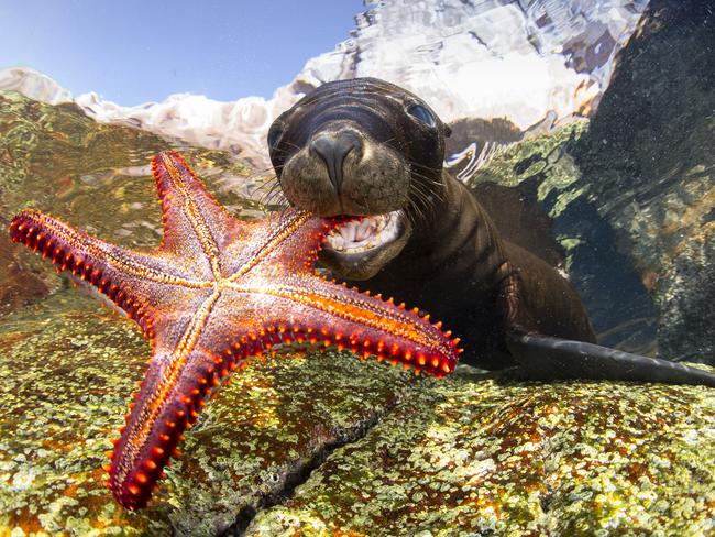 UNDERWATER PHOTOGRAPHY Commended Category 5. Portrait Sealion playing with starfish In Los Islotes there is one of the most important Sealion kindergartens in Mexico. I went there looking for pictures of sea lions eating on the big sardine banks. I was not lucky, because there were no sardines, but I found many interesting things, such as the one I show in this photo, a juvenile sea lion playing with starfish. I was surprised to see the stars passing each other or even as they approached the camera with them in the mouth, to leave them and then to catch them again.My intention was to capture the moment when sea lions caught a star with their mouths, to capture a dynamic image. I spent about four hours in the water, I came and went to the area where there were more juveniles, until finally getting closer and little by little and with respect I was able to capture this photo. Picture: Francis Pérez/Spain/UPY 2017