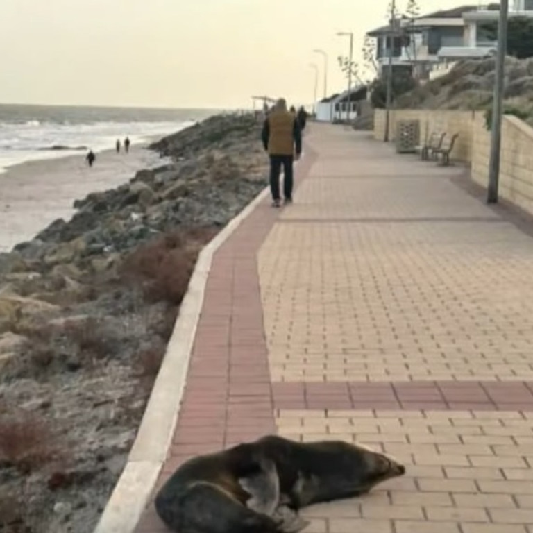 A long-nosed fur seal has been spotted up on the walking path at North Brighton. Picture: FIVEAA