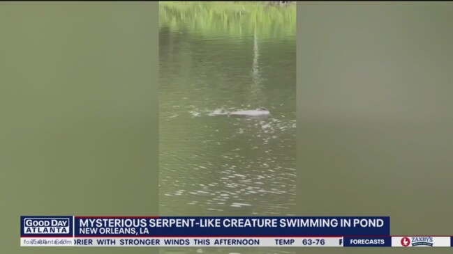 Mysterious creature in New Orleans pond