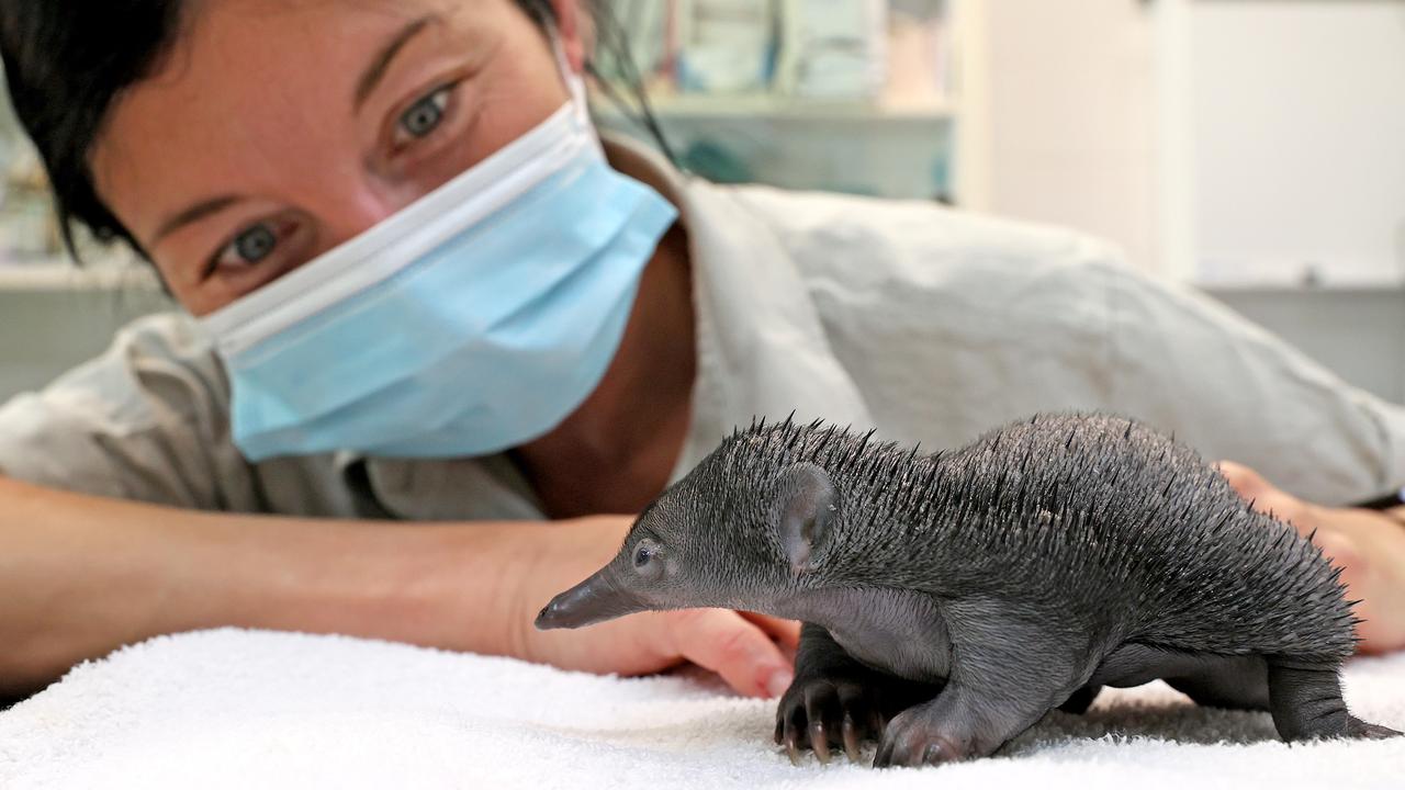 Taronga Zoo keeper Liz McConnell is hand-raising Weja, the 75-day-old echidna puggle that was found orphaned in the far western NSW town of Weja. Ms McConnell and her team will raise the puggle to be released back into the wild when it gets to around 10 months old. Picture: Toby Zerna