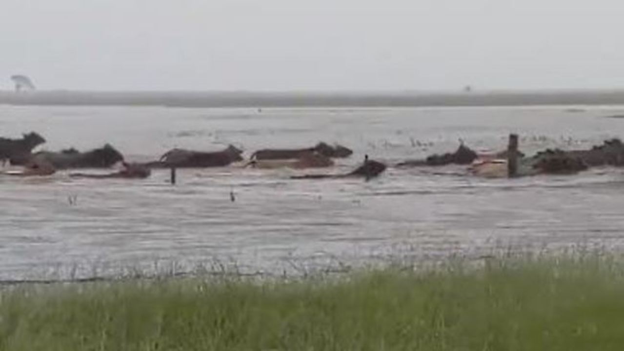 Farmer Calls In Chopper to Herd Cattle Out Of Flooded Paddock in North Queensland