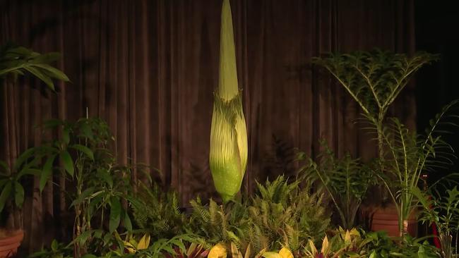 There is already a live stream of the Sydney corpse flower so you can see its progress. Picture: Royal Botanic Garden.