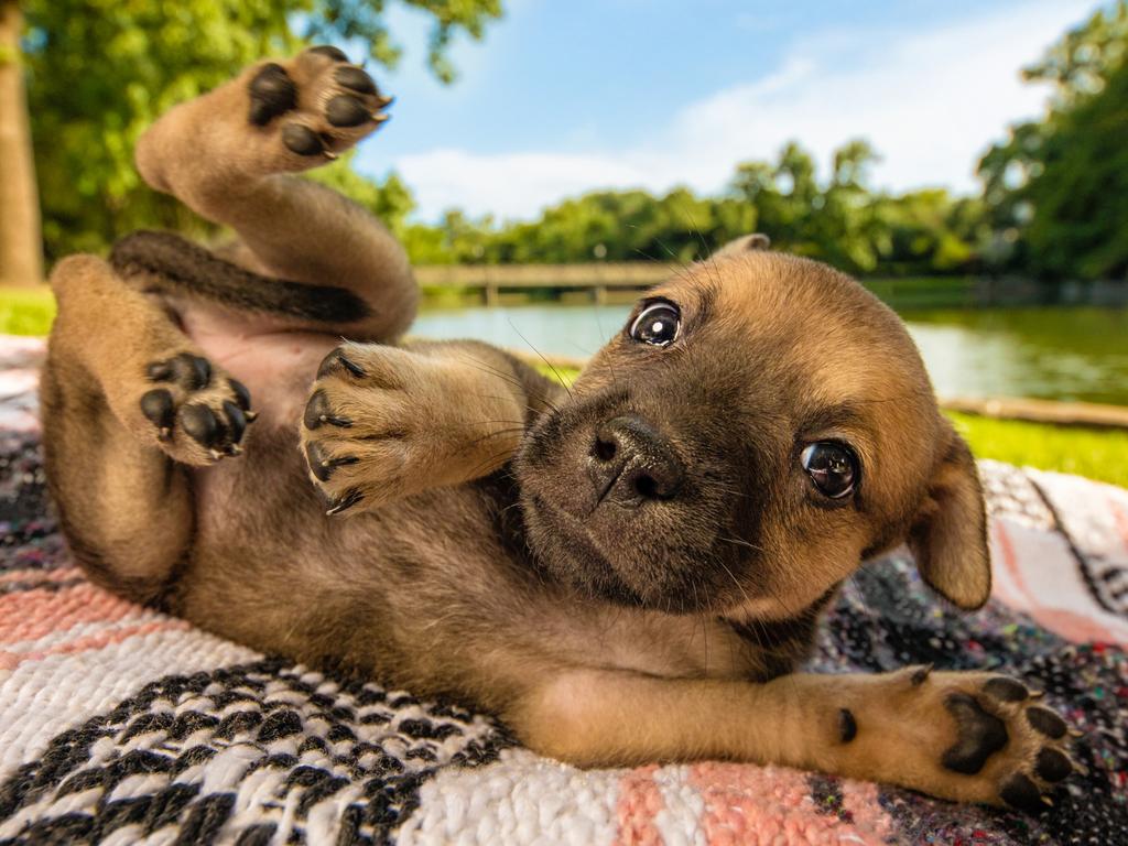 Puppies Category 3rd Place Winner Robyn Pope, United States of AmericaTitle of Image: ‘Let's call it Roly Poly Puppy’Dog: Snickers, cross breed puppy photographed for Doodle Rock Rescue'In this image, I knew the moment Snickers began rolling around on the blanket that I had to embody his zest for life in a photo that would help him find the perfect playful home. I truly love working with dogs of all backgrounds to capture extraordinary photos worthy of even the most sophisticated pet parents and discerning commercial clientele. At home, we have six gentle giants of our own who serve as ambassadors on our 7-acre pet photography property and the ultimate creative muses.' - Robyn PopeTechnical specificationsCanon 5D mark IV, f/5.6, 1/500, ISO 100, focal length: 12mm, with flash Picture: Kennel Club's Dog Photographer of the Year/ Supplied