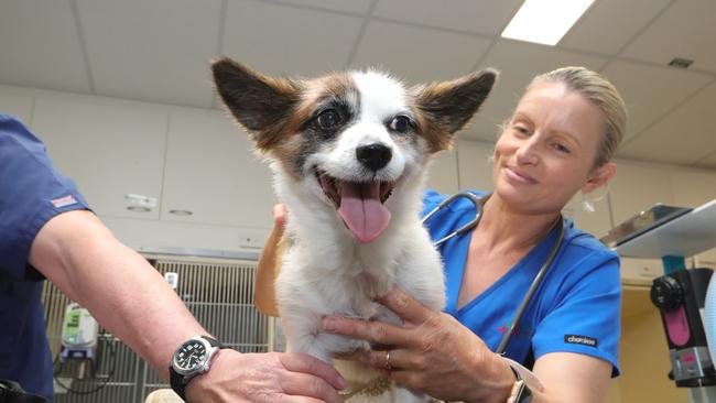 Cath Atkin looks after a dog attack patient. Picture Glenn Hampson