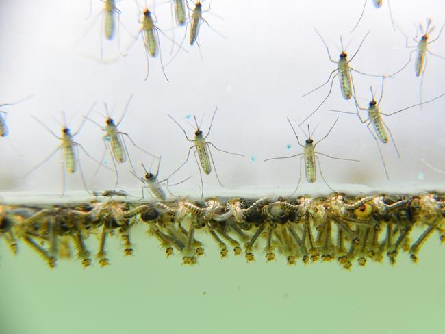 Mosquito larvae. Picture: Supplied / Tweed Shire Council.