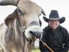 ‘Bringing bush to the city’: 2023 Royal Hobart Show begins