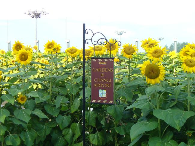 Rooftop sunflower garden at Singapore's Changi Airport.