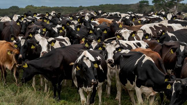 Dairy cows at Woolnorth The historic dairy is now up for sale. Picture by Phillip Biggs