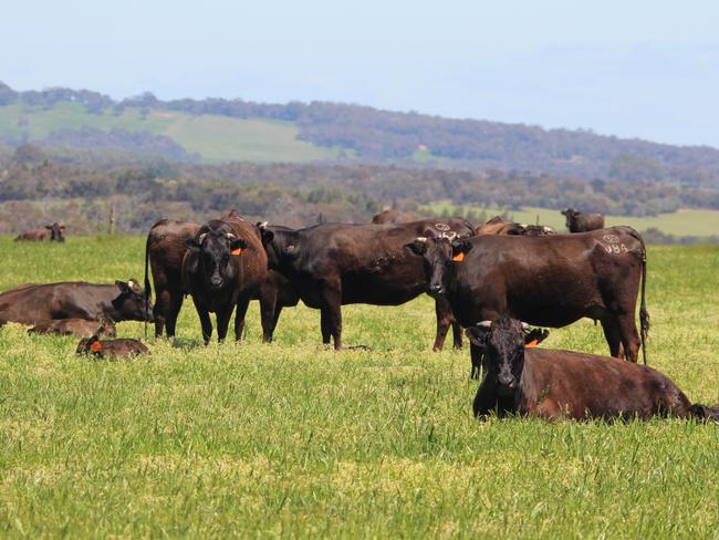 Peter Gilmour's Irongate Wagyu cattle at Kalgan River, near Albany WA