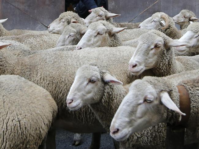 Security guards from a building site reach out to touch passing sheep as they are driven through central Madrid, Spain, Sunday, Oct. 21, 2018. Shepherds guided sheep through the Madrid streets in defence of ancient grazing and migration rights increasingly threatened by urban sprawl and modern agricultural practices. (AP Photo/Paul White)